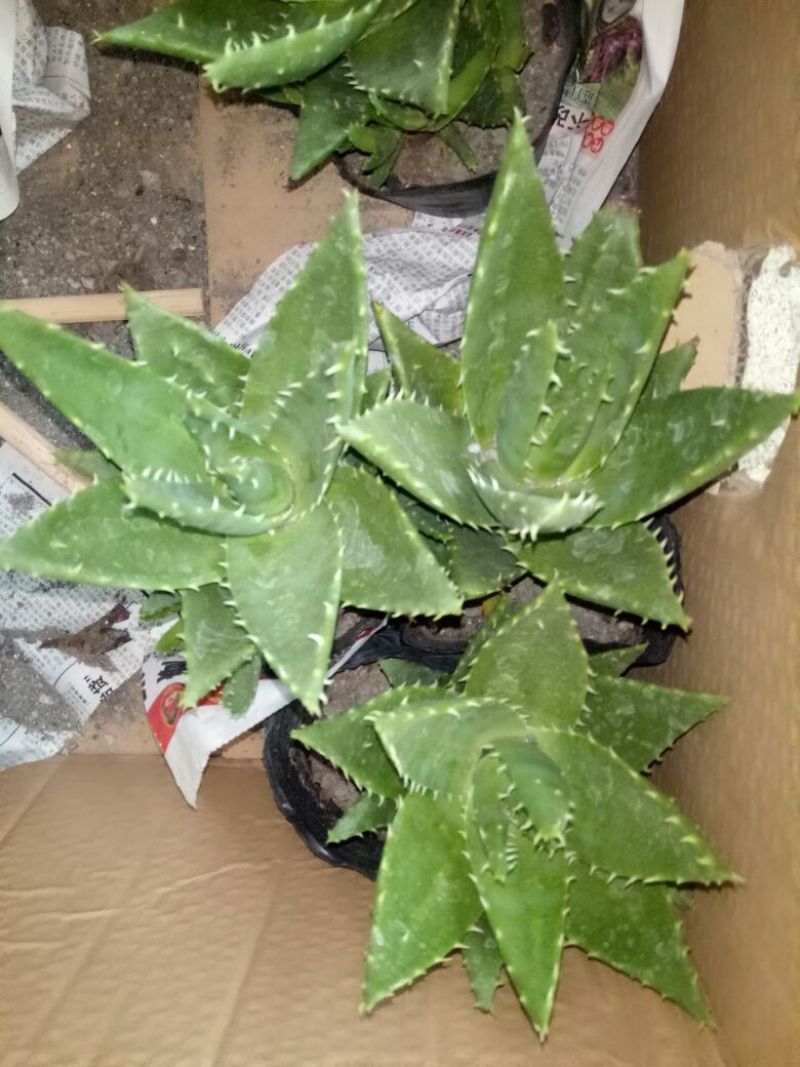 花架子铁