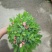 花架子铁