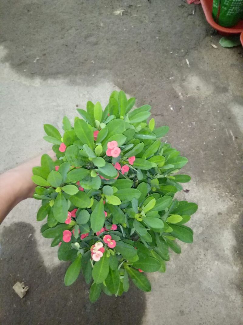 花架子铁