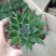 花架子铁