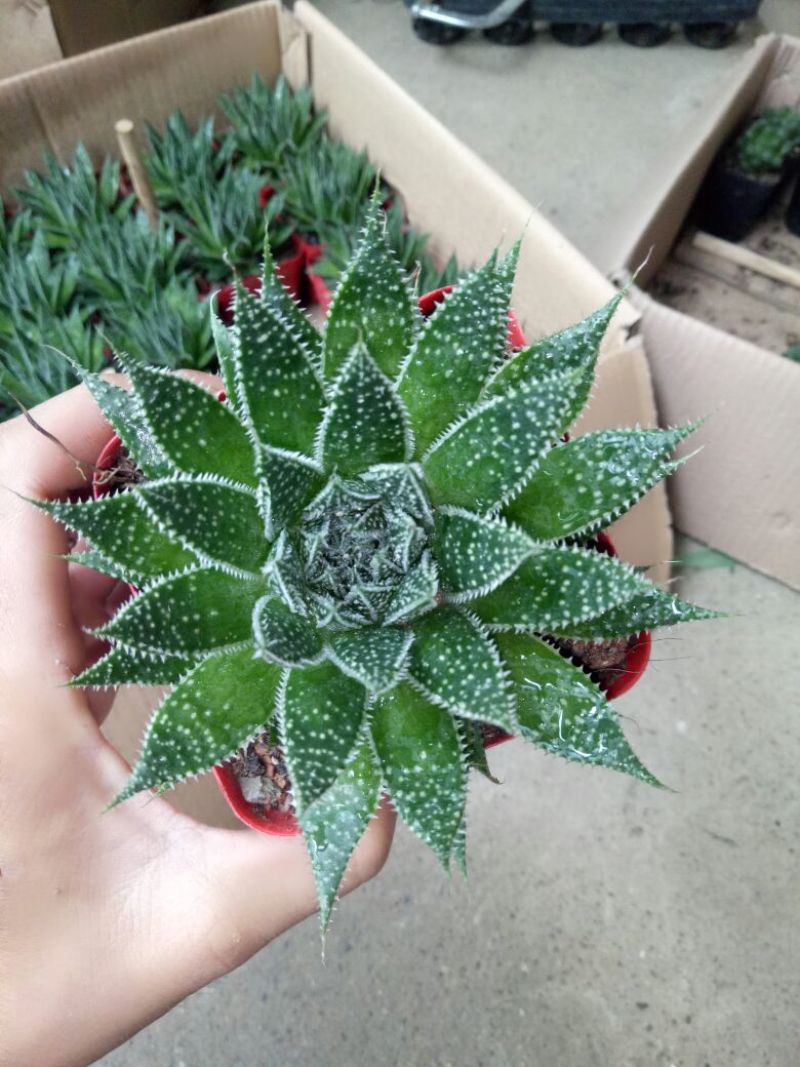 花架子铁