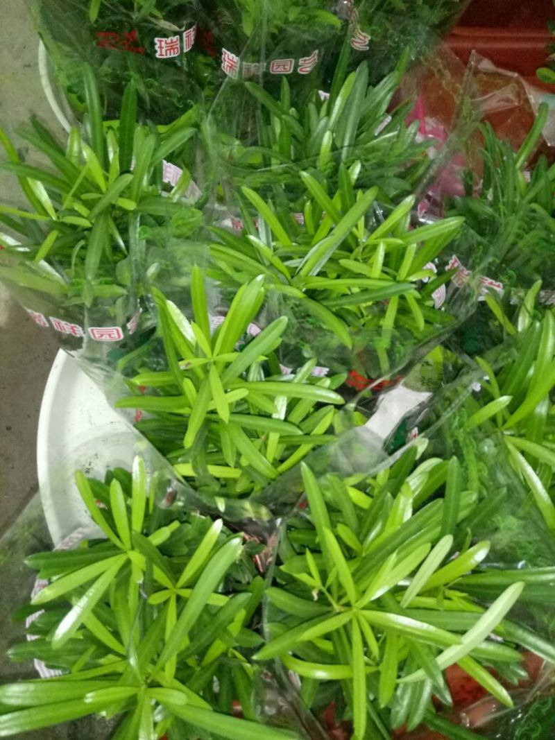 花架子铁