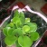花架子铁