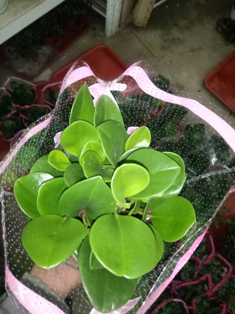 花架子铁