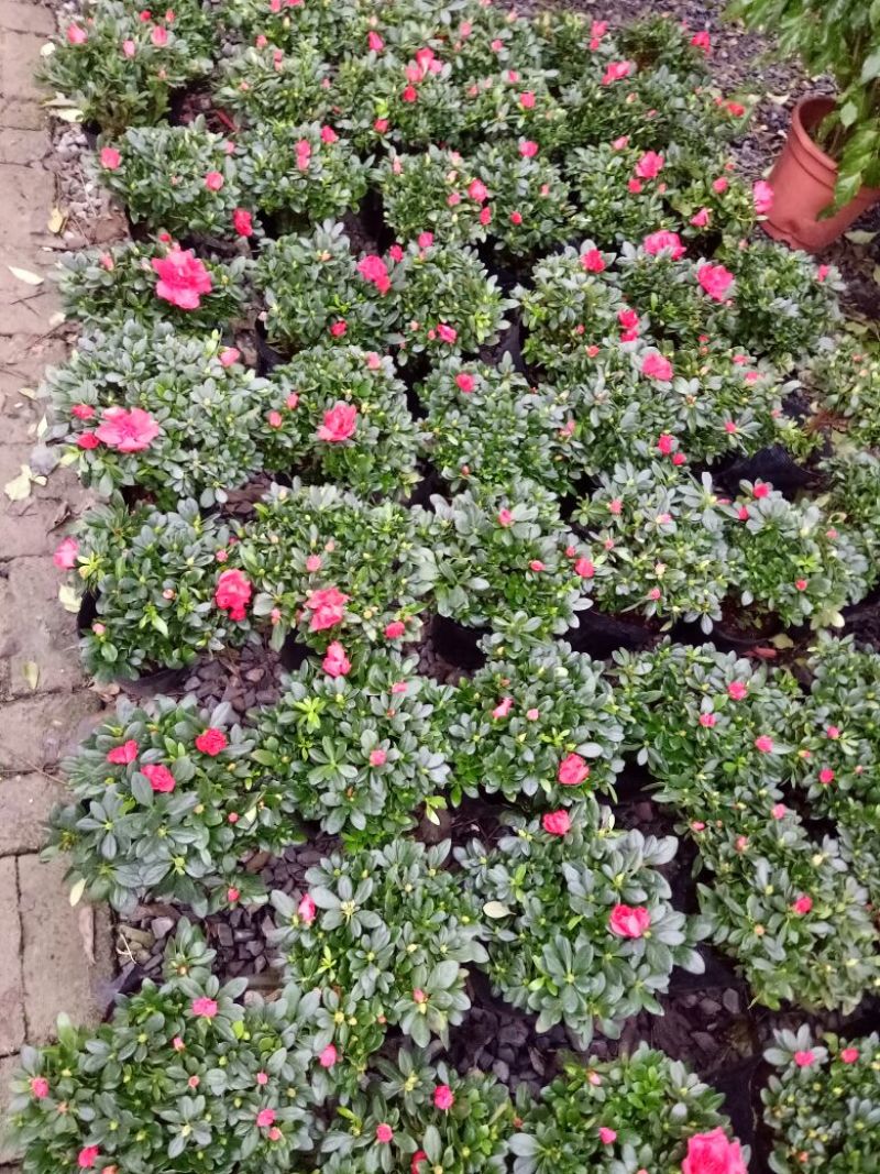 花架子铁
