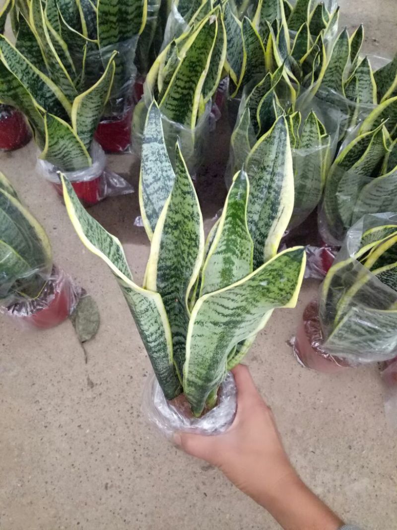 花架子铁