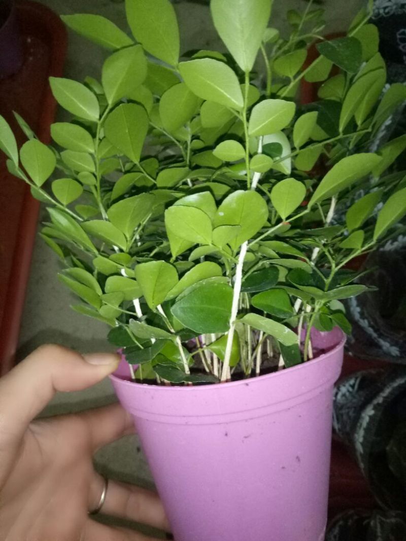 花架子铁