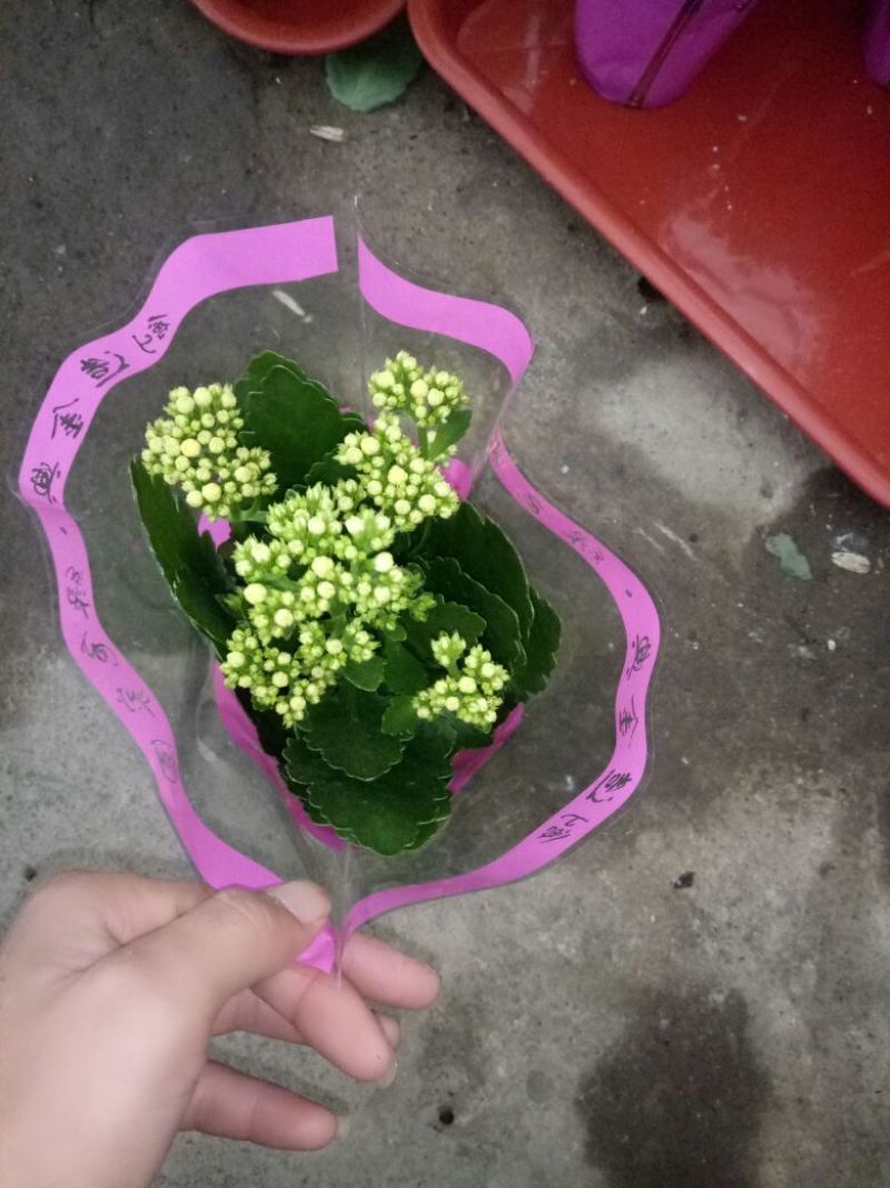 花架子铁
