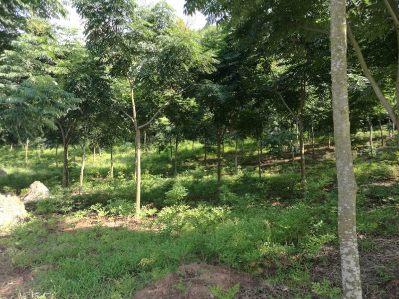 栾树12~14cm10~12cm3.5~4米