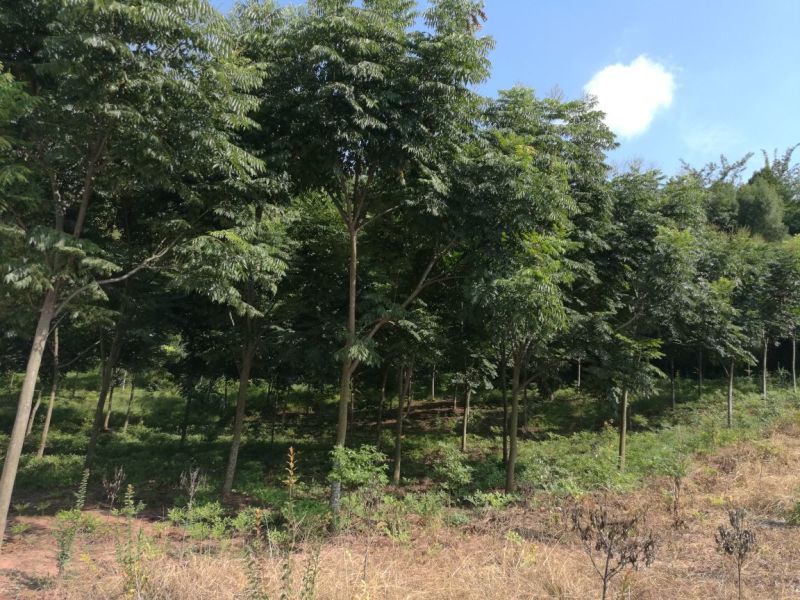 栾树12~14cm10~12cm3.5~4米