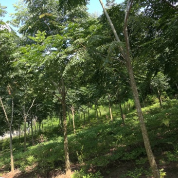 栾树12~14cm10~12cm3.5~4米