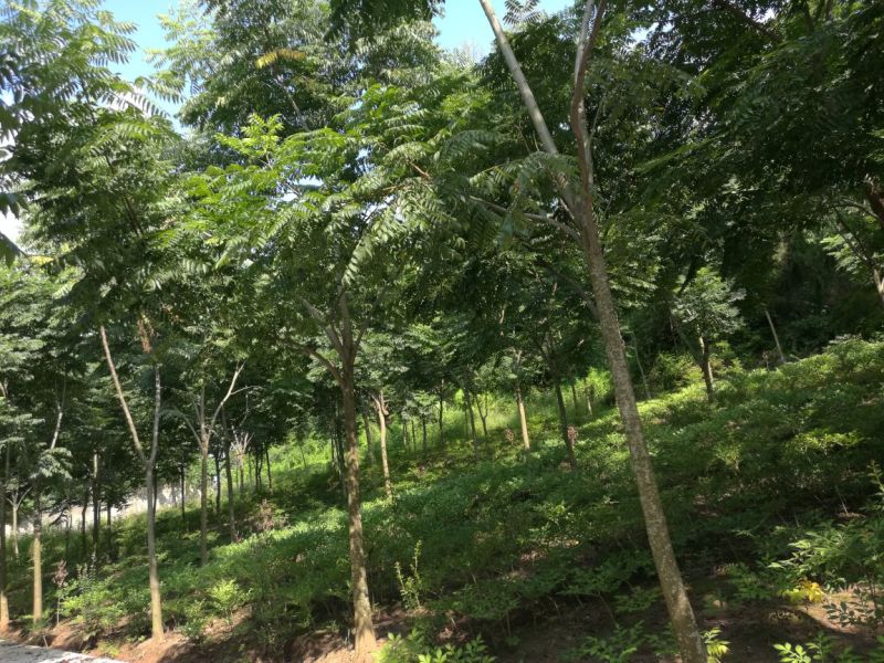 栾树12~14cm10~12cm3.5~4米