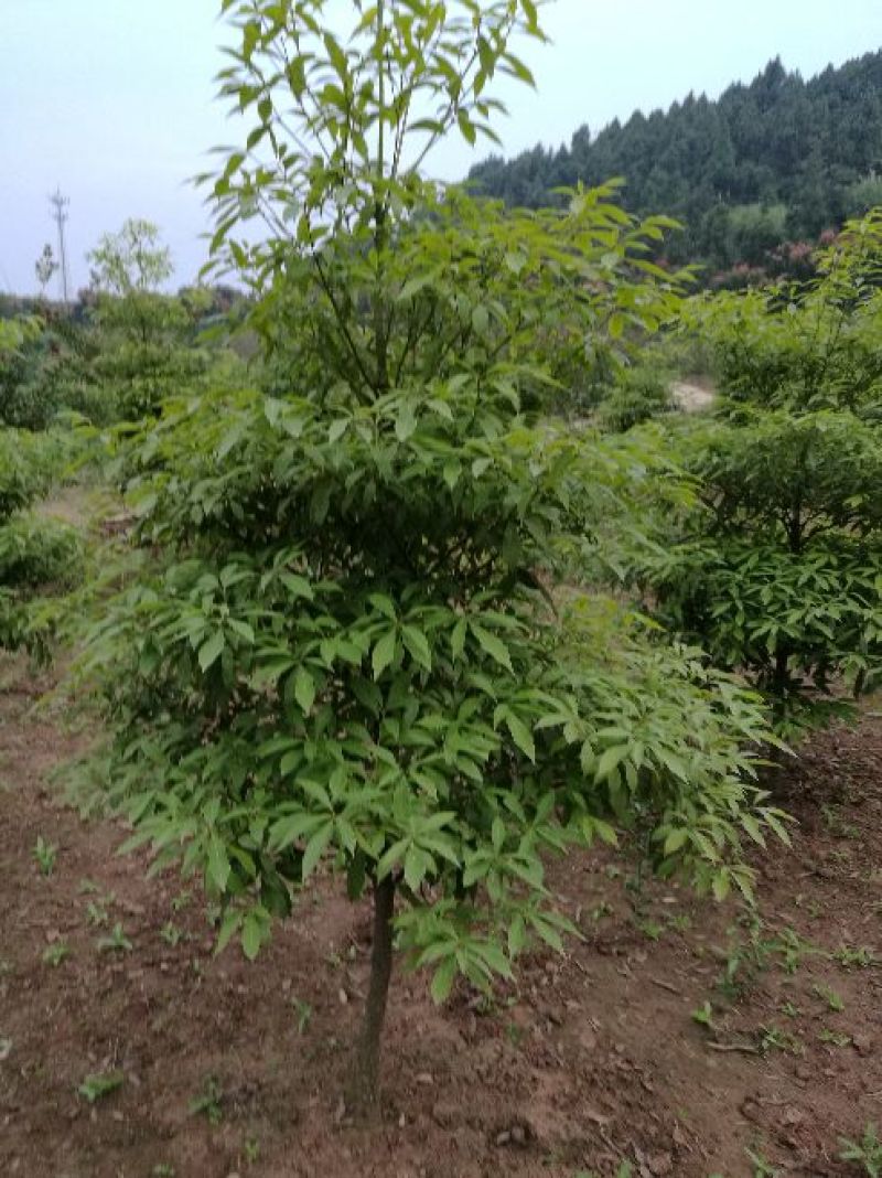 金丝楠木4~5m