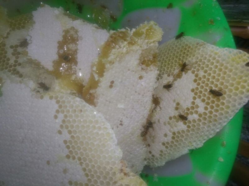 湖北恩施一年只取一次的土蜂蜜，(蜂蜜中含硒)