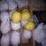 河北雪花梨货源充足价格低保证质量