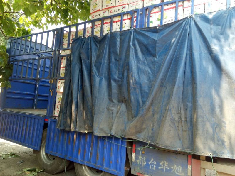 河北雪花梨货源充足价格低保证质量