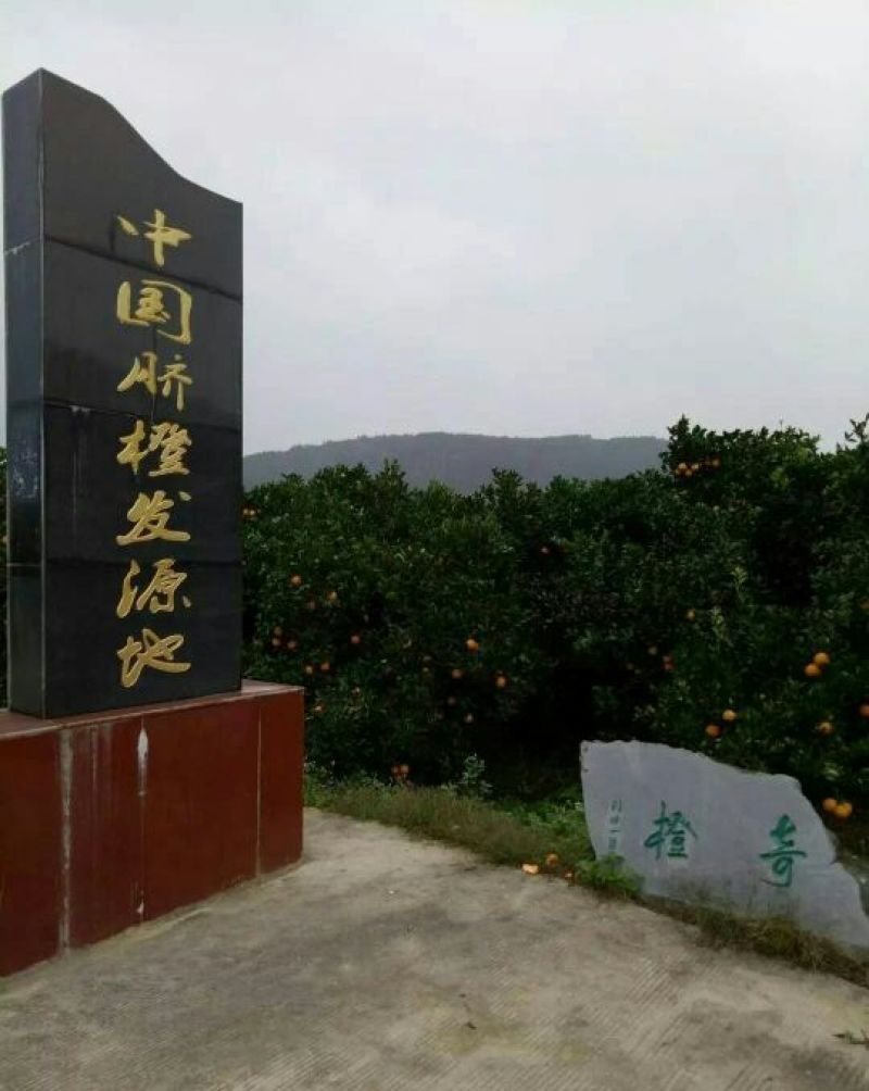 纽荷尔脐橙65~80mm