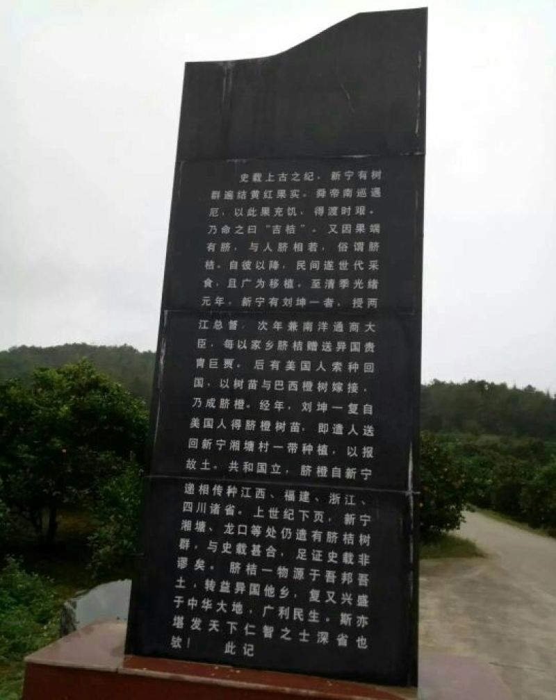 纽荷尔脐橙65~80mm