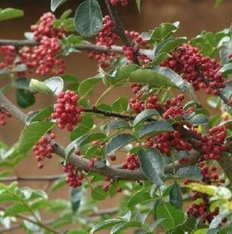 花椒西和油椒，特级，干