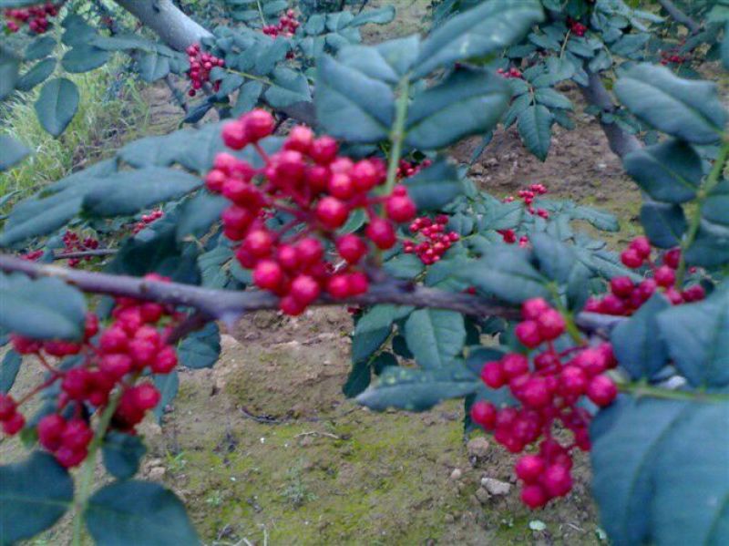 花椒西和油椒，特级，干