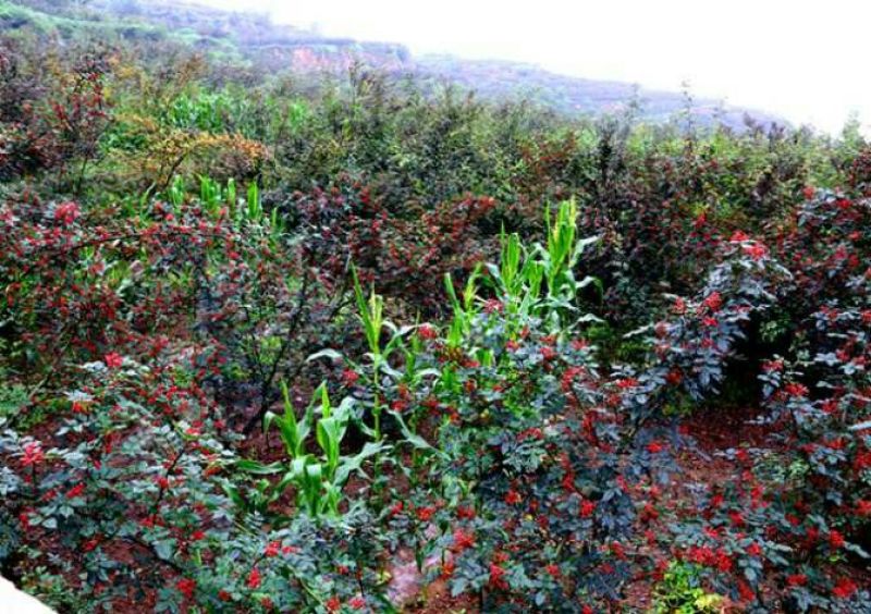 花椒西和油椒，特级，干