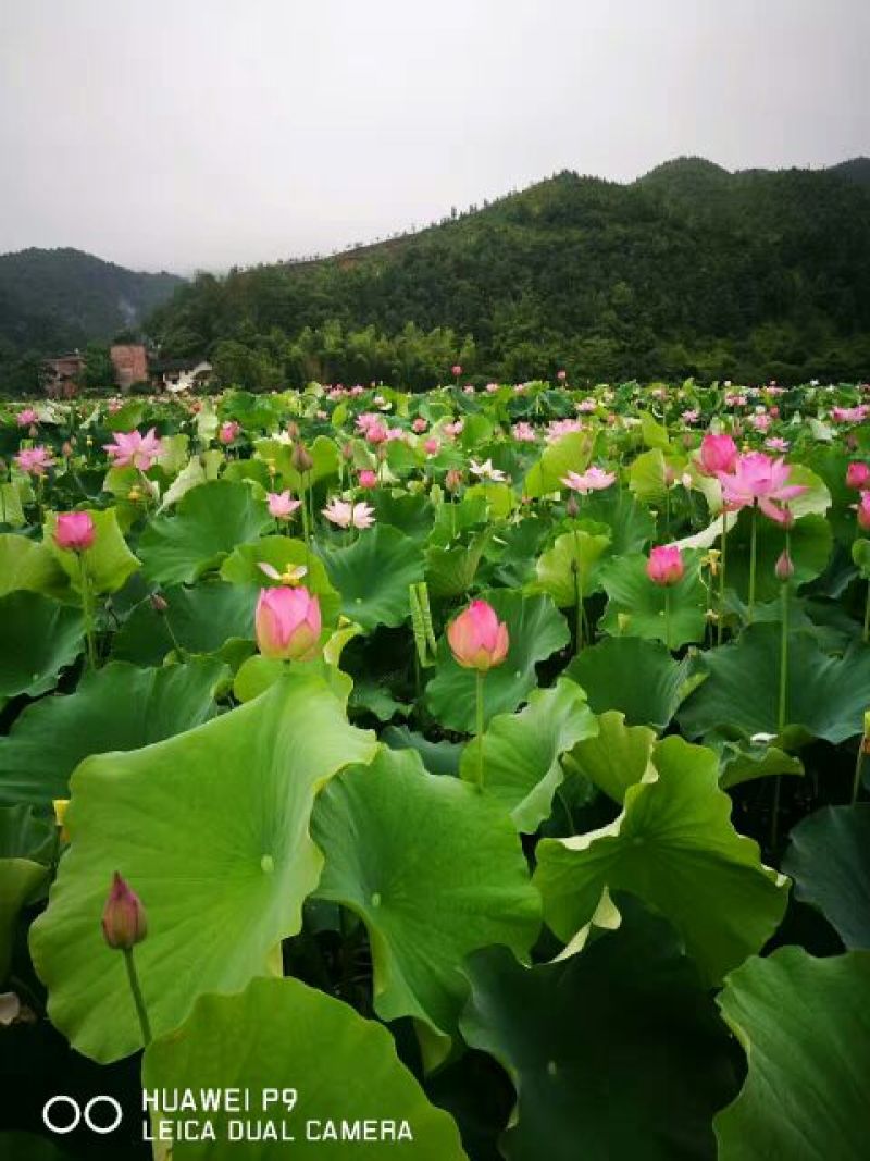 白莲子一级干莲子