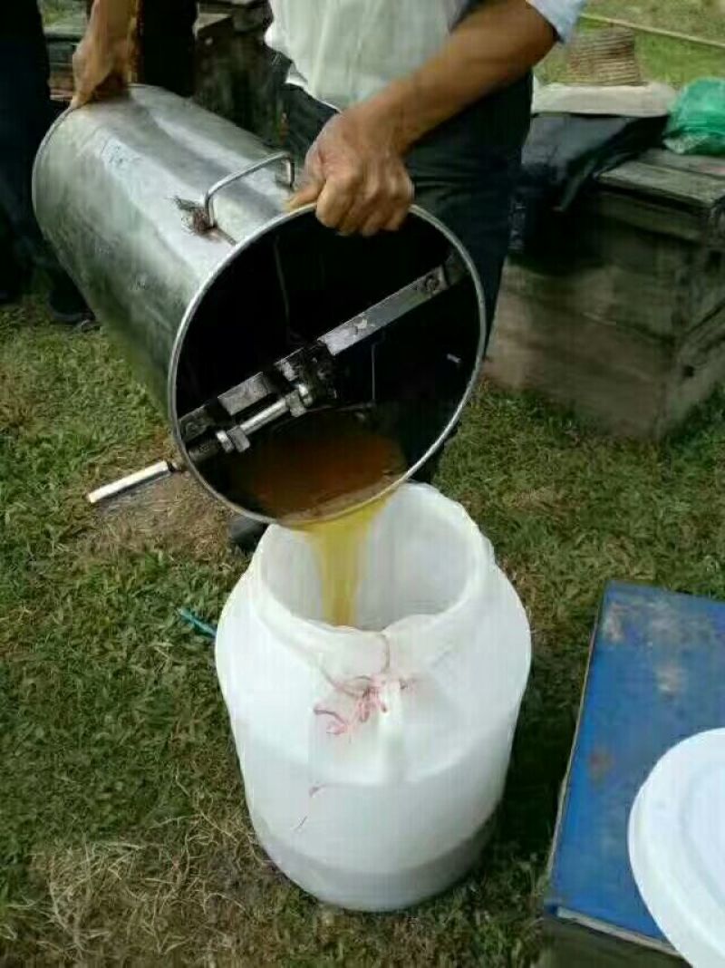 五倍子蜂蜜五倍子蜜中药蜂蜜
