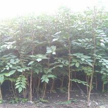 花椒树1.1~1.5m