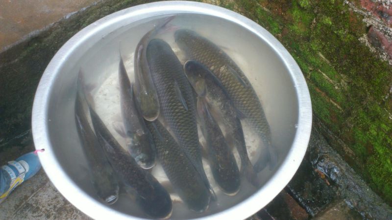 大口鲶食用
