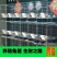 笼具兔笼加粗子母铁丝裸笼