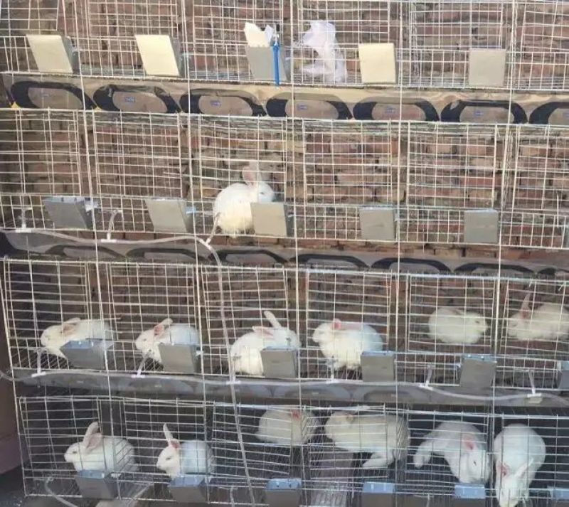 笼具兔笼加粗子母铁丝裸笼
