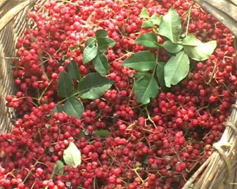 大红袍花椒一级干
