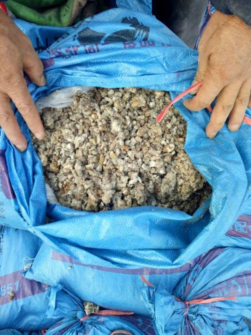 直接从鸡舍灌包的纯小鸡粪半干的
