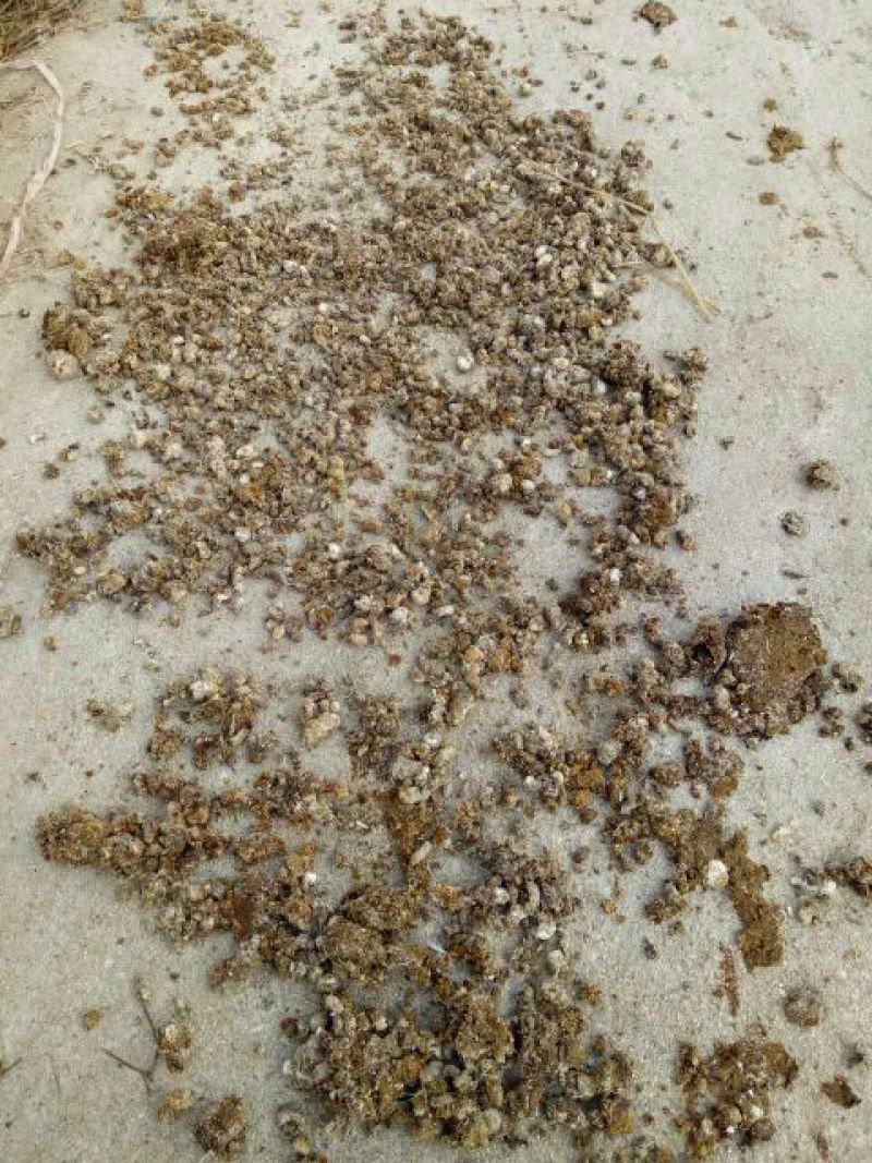 直接从鸡舍灌包的纯小鸡粪半干的
