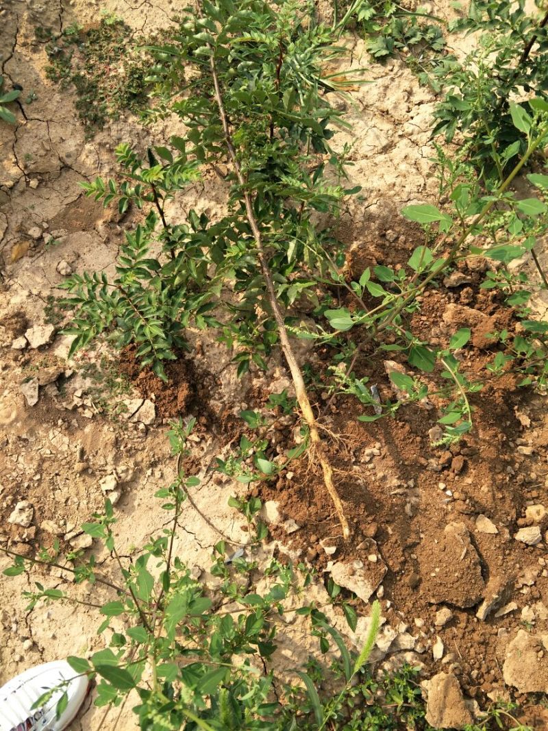 花椒苗1~2年