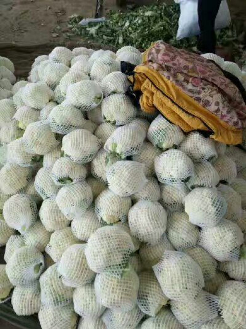 精品菜花，天天有货，产地直销，量大价优，物美价廉