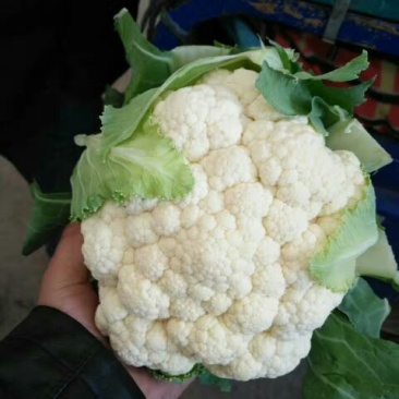 精品菜花，天天有货，产地直销，量大价优，物美价廉