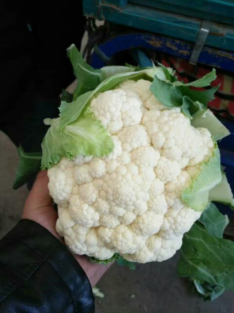 精品菜花，天天有货，产地直销，量大价优，物美价廉