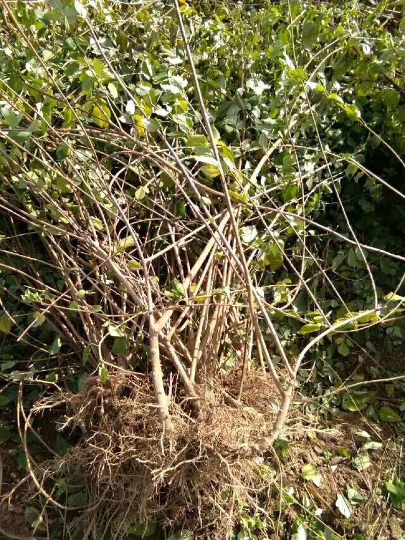 出售两年药用连翘苗两年苗一年苗