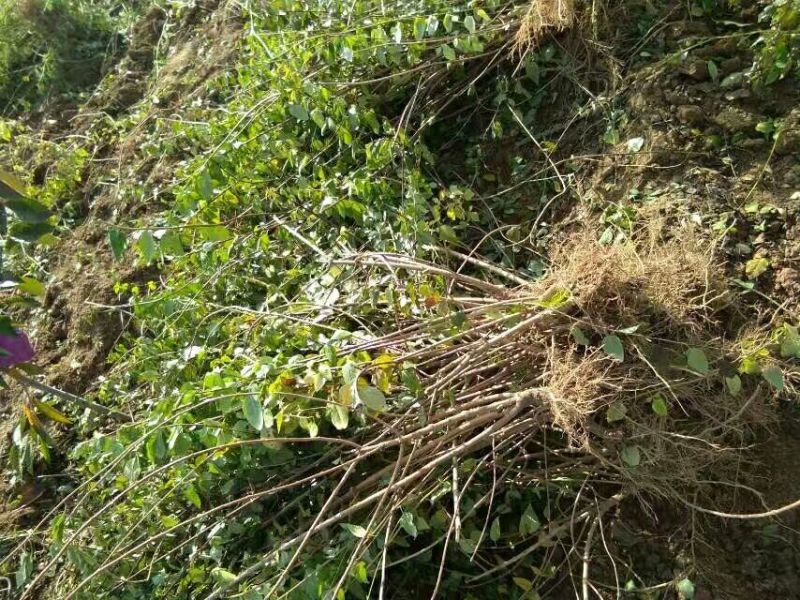 出售两年药用连翘苗两年苗一年苗