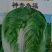 白菜种子