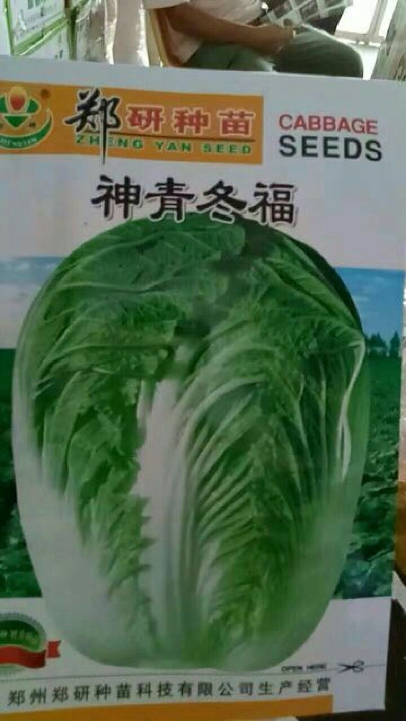 白菜种子