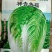 白菜种子