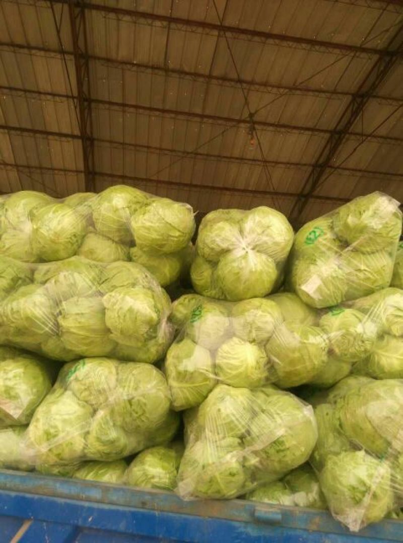 甘蓝，精品绿甘蓝，1~2公斤个头均匀，无斑点