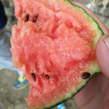 富硒西瓜诚招合作伙伴产地直供