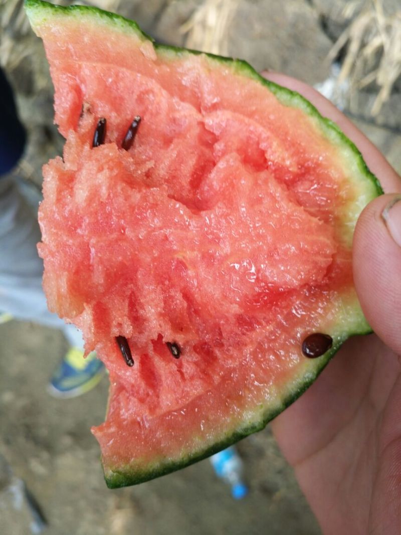 富硒西瓜诚招合作伙伴产地直供