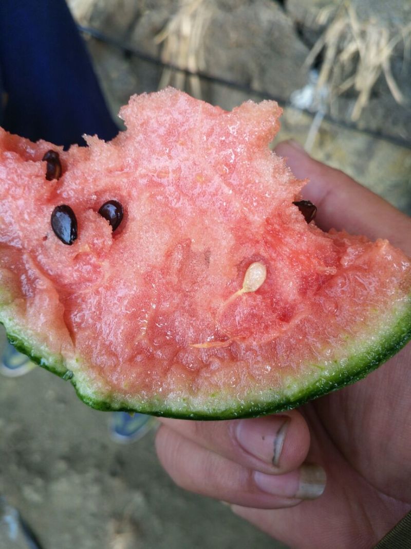 富硒西瓜诚招合作伙伴产地直供