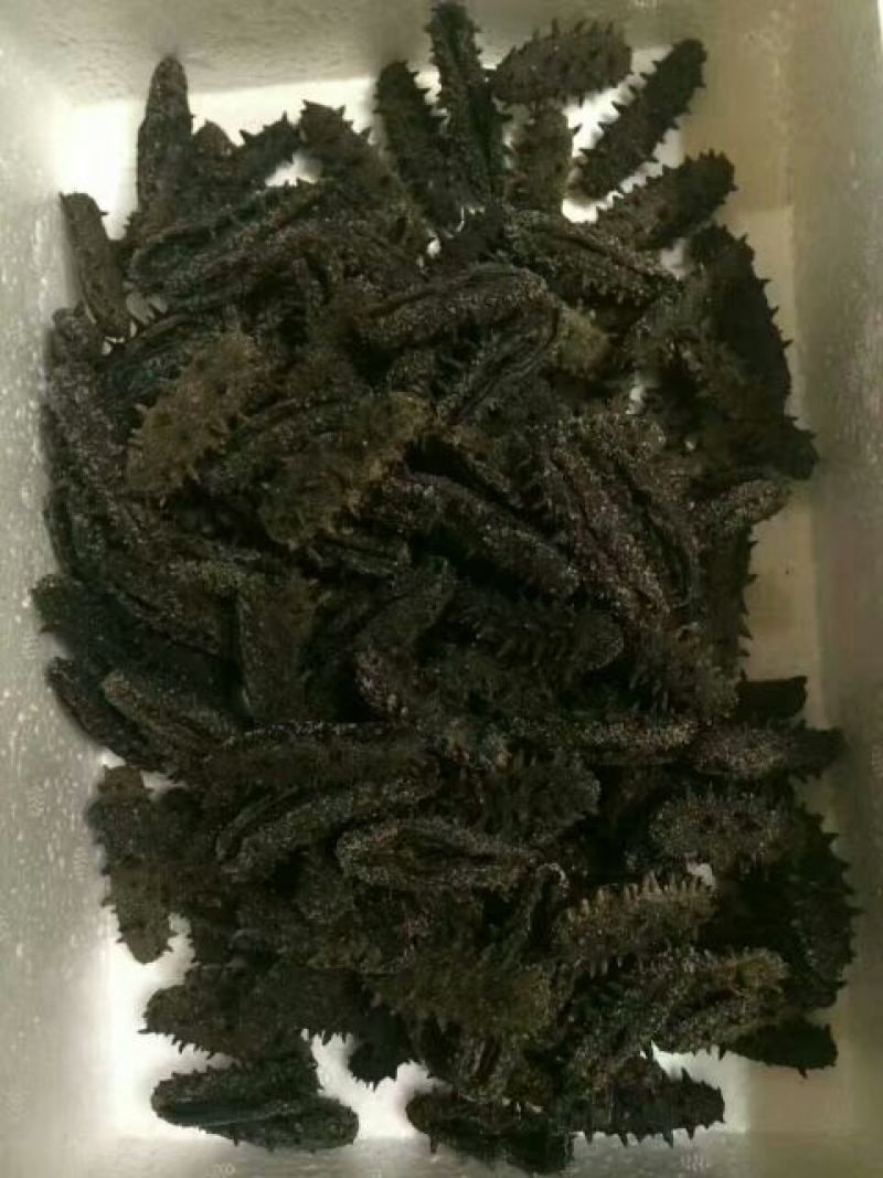 速发海参食用淡干