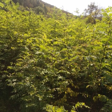 刺槐苗，刺槐小苗，地栽苗产地直供欢迎致电洽谈