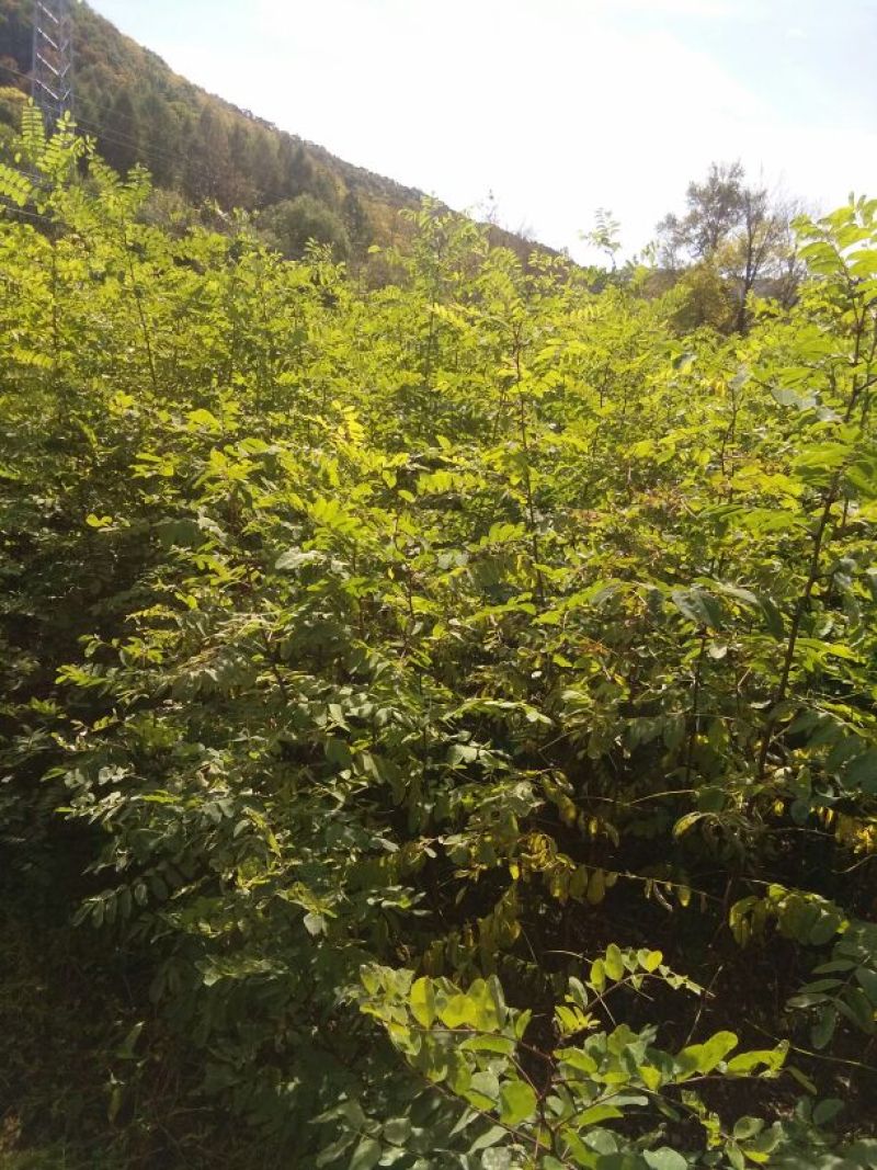刺槐苗，刺槐小苗，地栽苗产地直供欢迎致电洽谈
